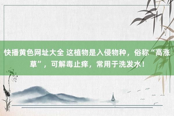 快播黄色网址大全 这植物是入侵物种，俗称“高涨草”，可解毒止痒，常用于洗发水！